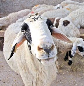 140 TL'ye kurban! Yurtdışında kurban kesimi Türkiye'den oldukça ucuz